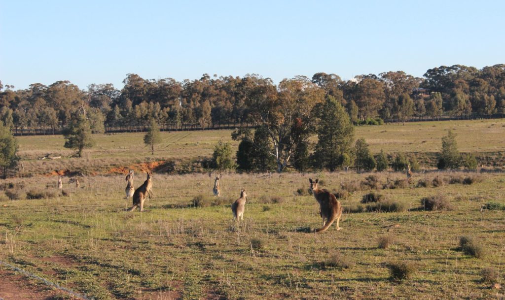 Savannah-Cabins-at-taronga-Western-Plains-Zoo