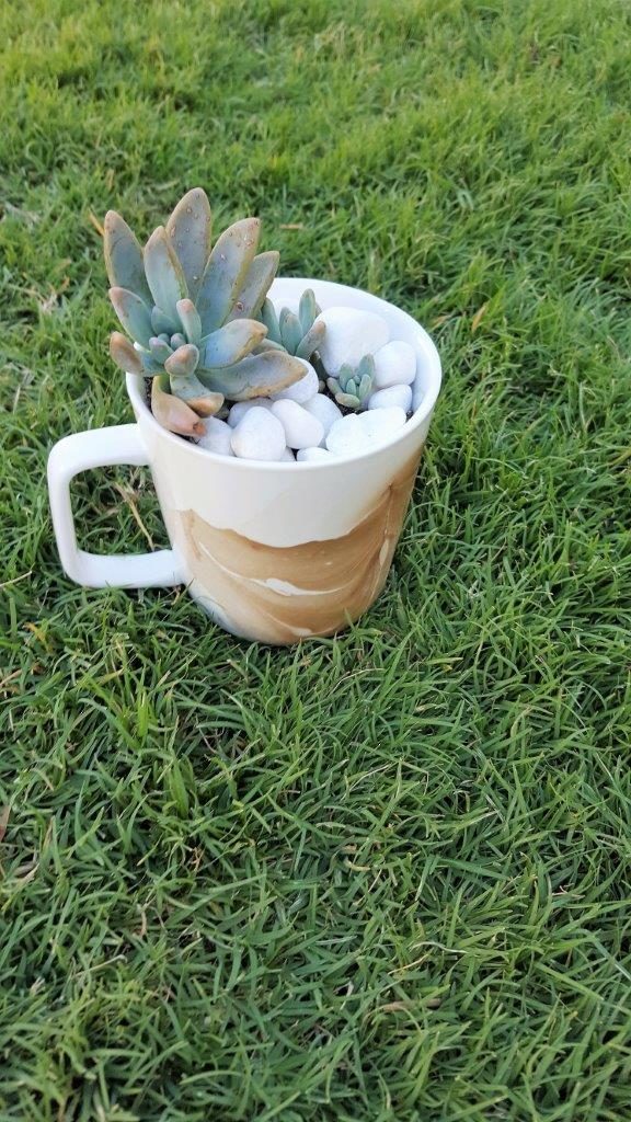 DIY Marbled Mugs with Succulents